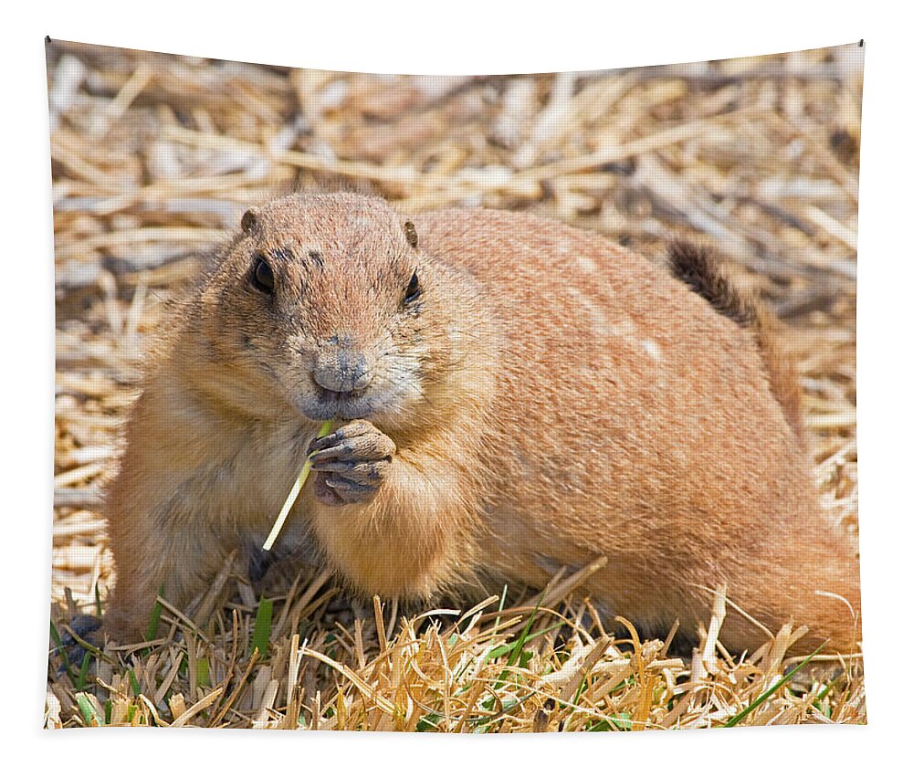 Nature Tapestry featuring the photograph Black-tailed Prairie Dog #10 by Millard H. Sharp