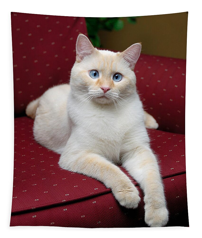 Blue Eyes Tapestry featuring the photograph Flame Point Siamese Cat #10 by Amy Cicconi