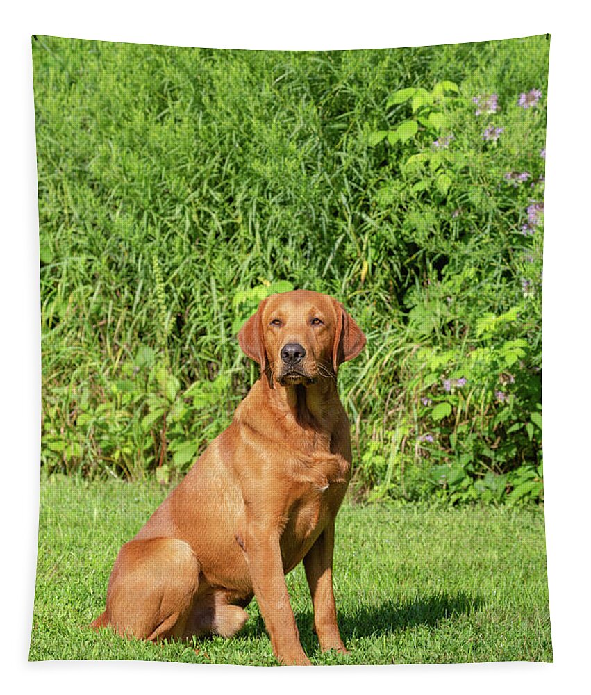 Adult Dog Tapestry featuring the photograph Fox Red Labrador Retriever #10 by Linda Arndt
