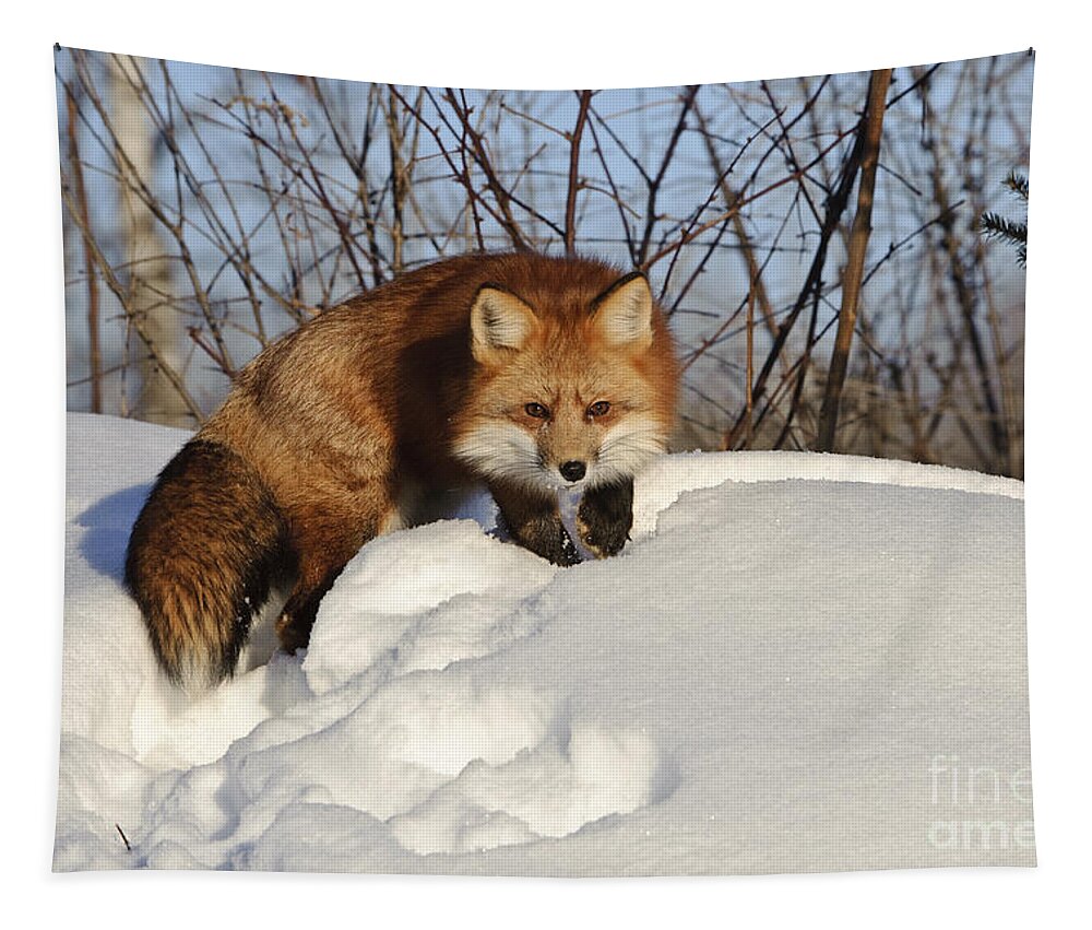Minnesota Fauna Tapestry featuring the photograph Red Fox #10 by John Shaw