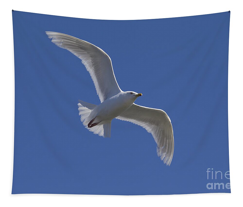 Larus Glaucoides Tapestry featuring the photograph 101130p135 by Arterra Picture Library