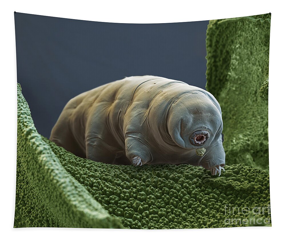 Paramacrobiotus Tonolli Tapestry featuring the photograph Water Bear by Eye of Science and Science Source