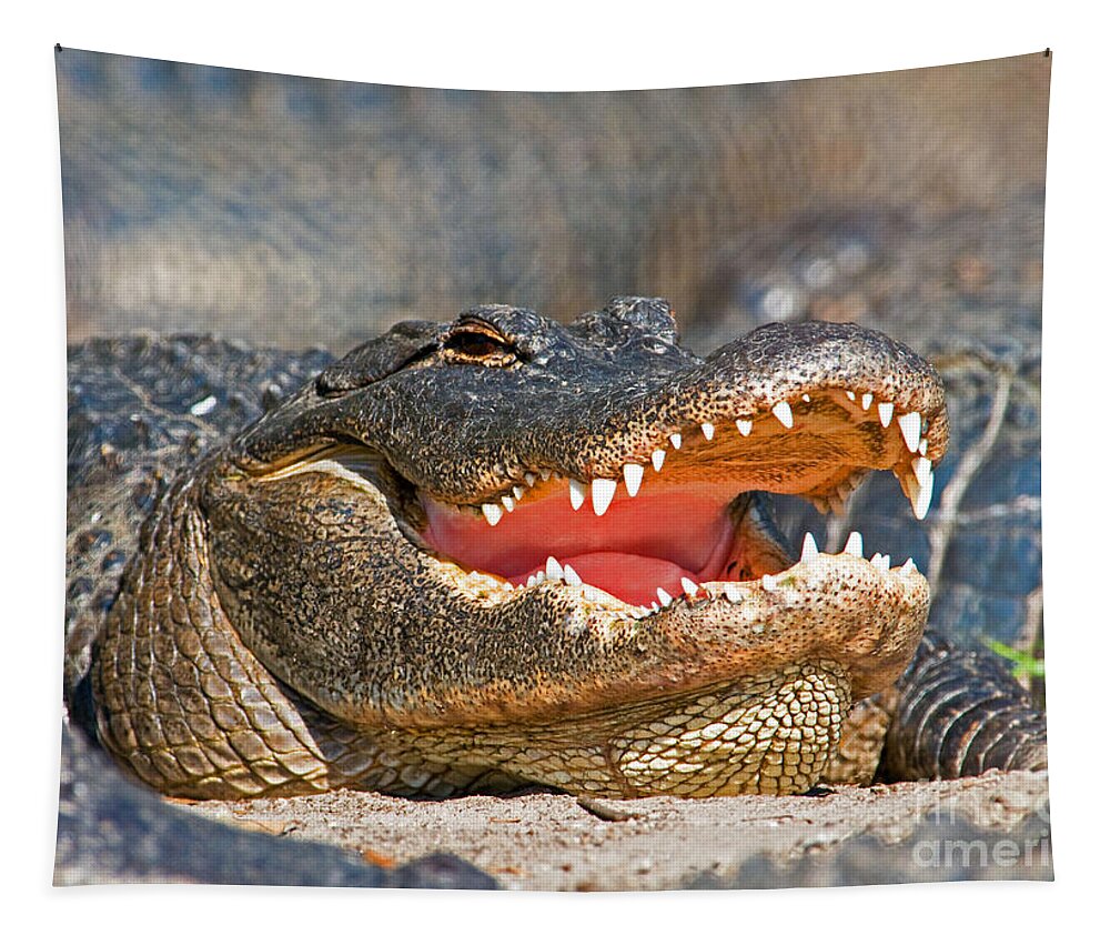 Alligator Tapestry featuring the photograph American Alligator #13 by Millard H. Sharp
