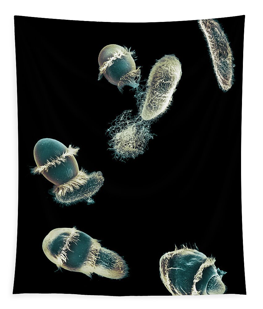 Feeding Tapestry featuring the photograph Didinium Ingesting Paramecium #13 by Greg Antipa