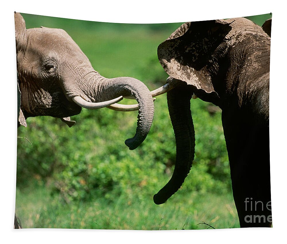 Animal Tapestry featuring the photograph African Elephants #14 by Art Wolfe