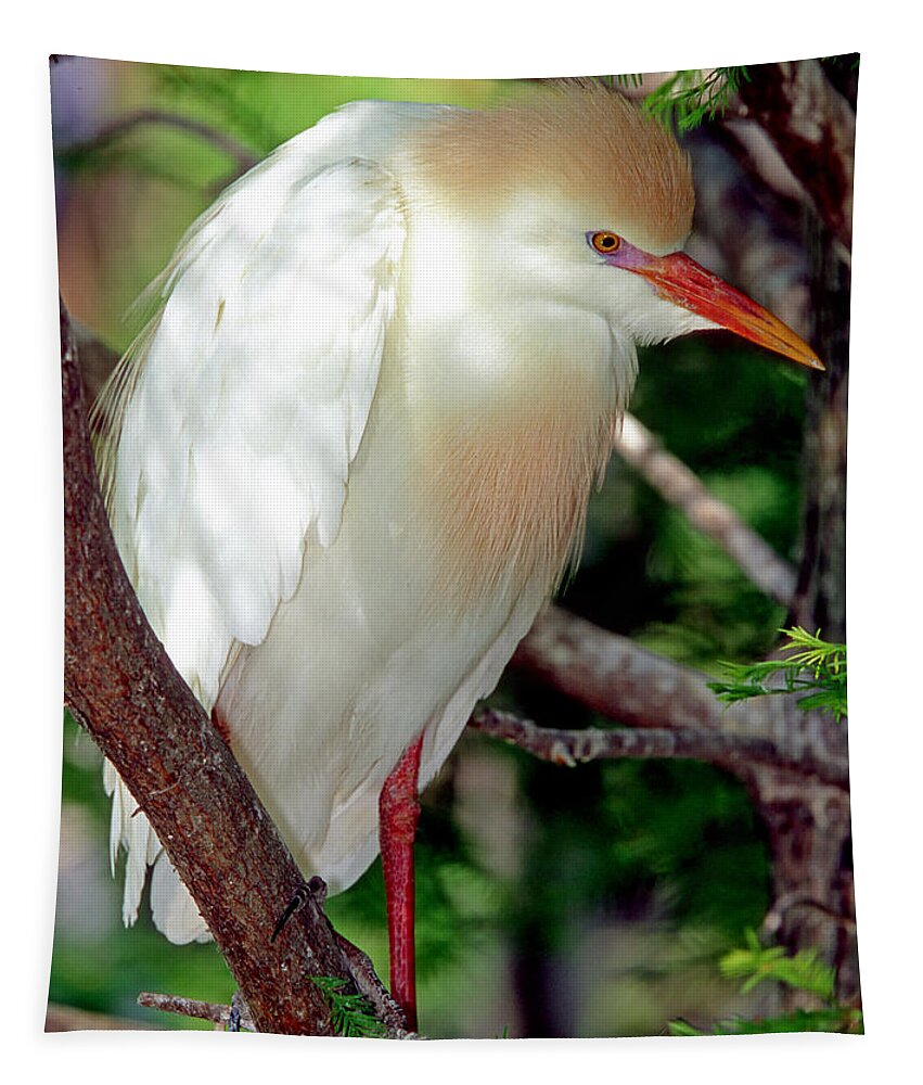 Fauna Tapestry featuring the photograph Cattle Egret Adult In Breeding Plumage #15 by Millard H. Sharp