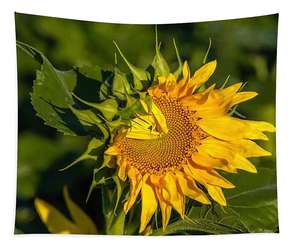 Blackeyed Susan Tapestry featuring the photograph Folded Petals Sunflower by Melinda Ledsome