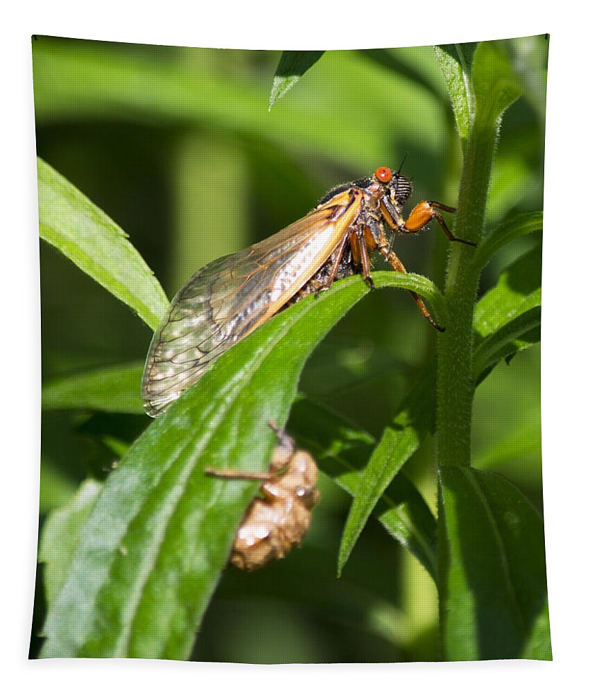 Periodical Cicada Tapestry featuring the photograph 17 Year Itch by Rebecca Sherman