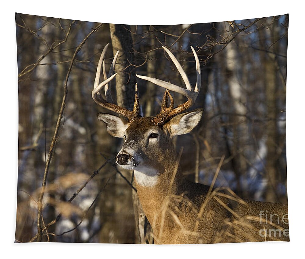 Nature Tapestry featuring the photograph White-tailed Deer In Winter #18 by Linda Freshwaters Arndt