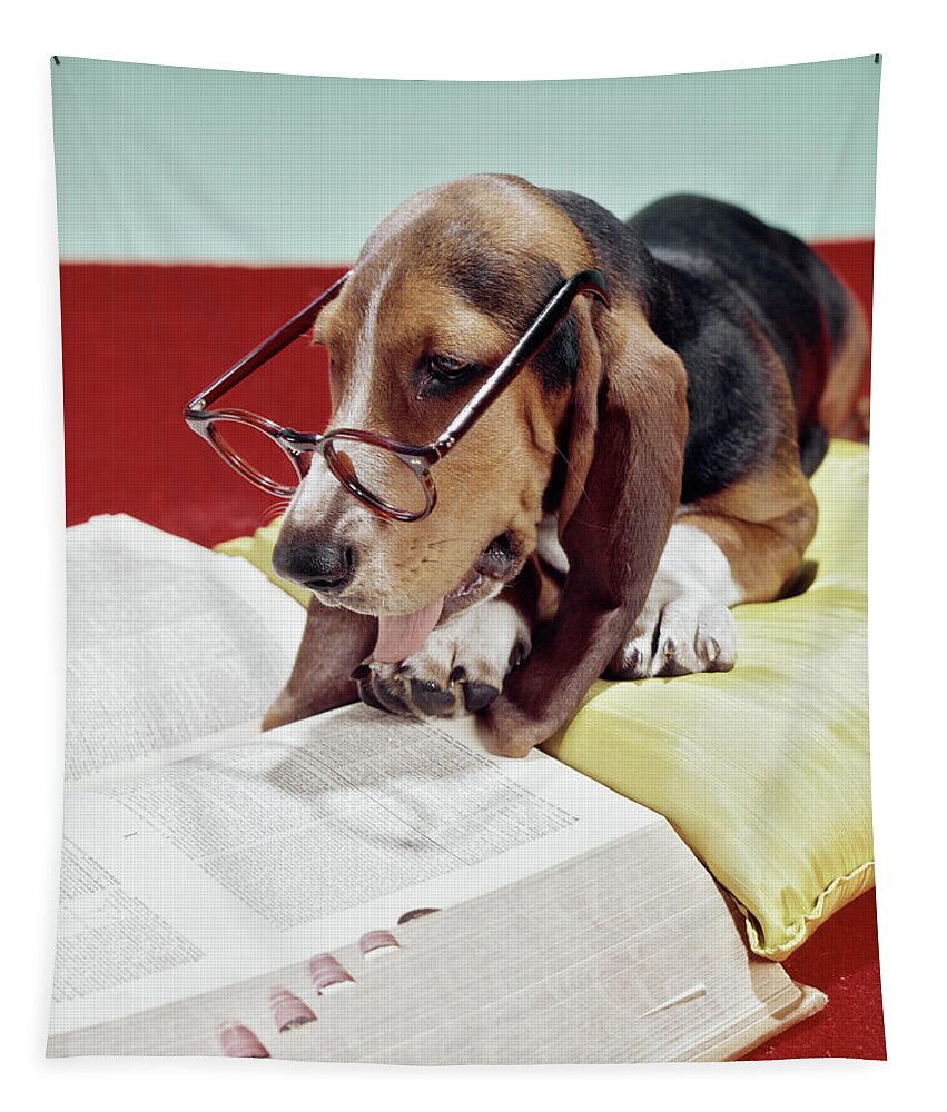 Photography Tapestry featuring the photograph 1960s 1970s Basset Hound With Sad Eyes by Vintage Images