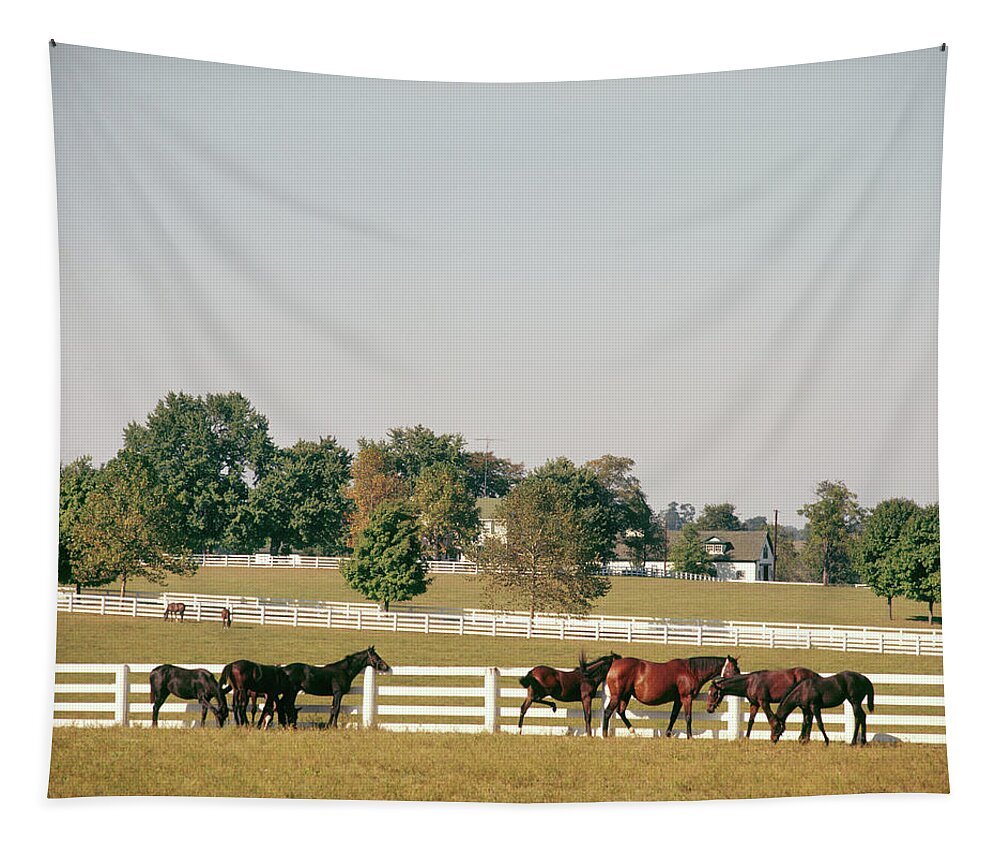 Photography Tapestry featuring the photograph 1990s Small Group Of Horses by Vintage Images