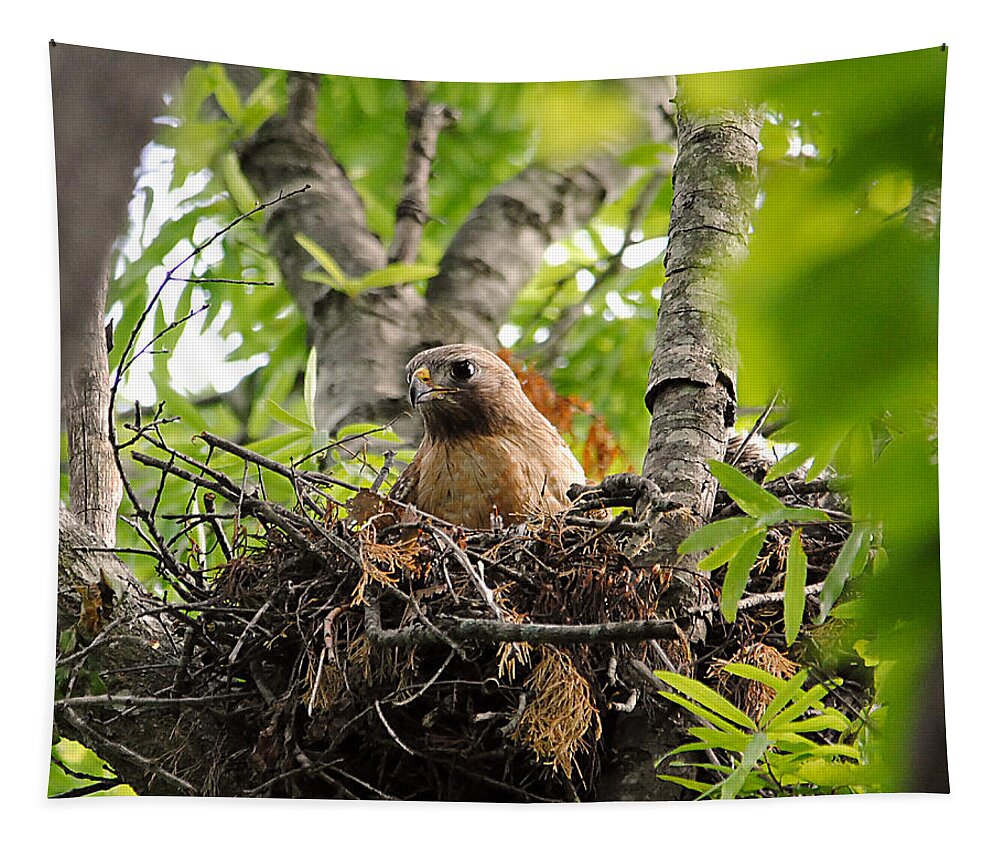 Red Shouldered Hawk Tapestry featuring the photograph Adult Red Shouldered Hawk by Jai Johnson