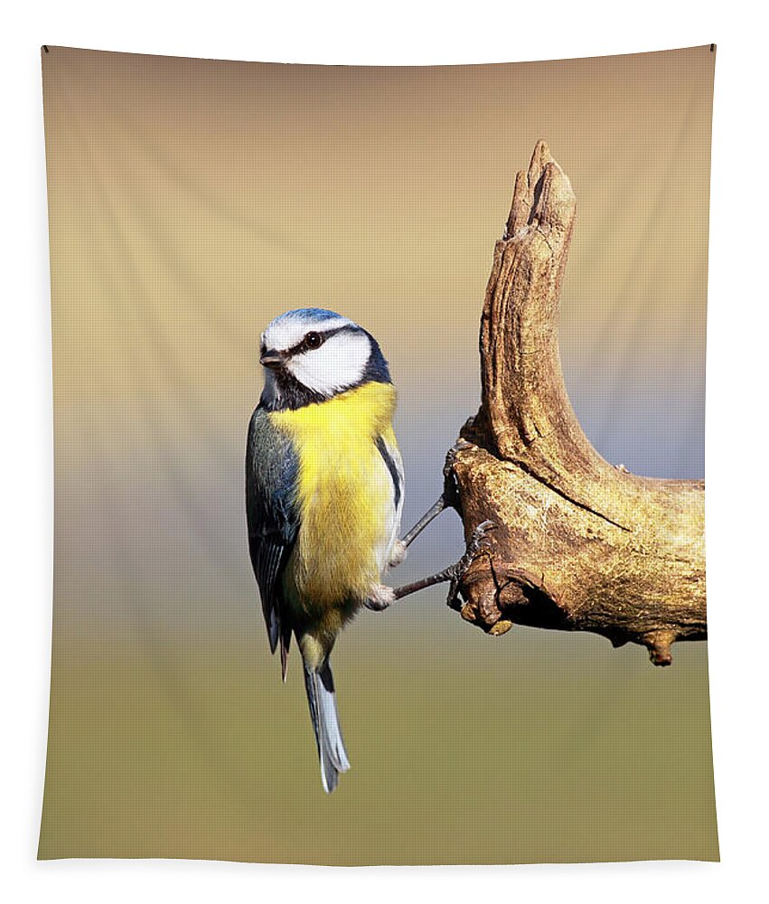 Blue Tit Tapestry featuring the photograph Blue tit #3 by Grant Glendinning