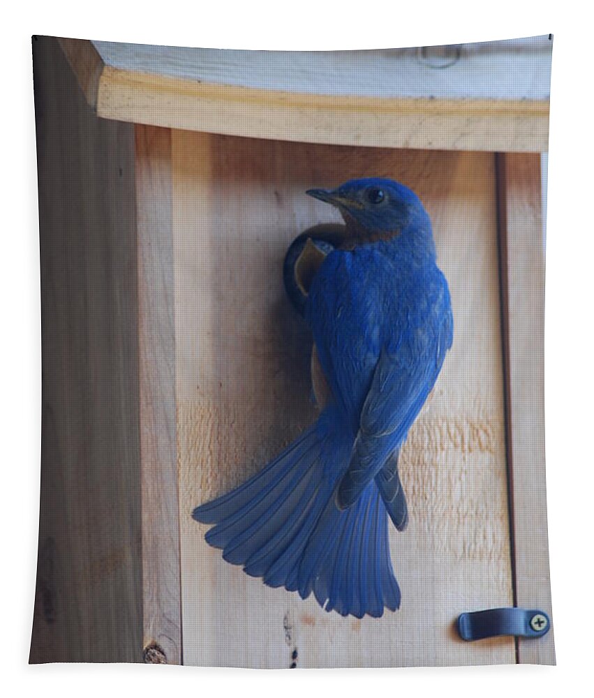 Bird Tapestry featuring the photograph Bluebird of Happiness #2 by Kenny Glover