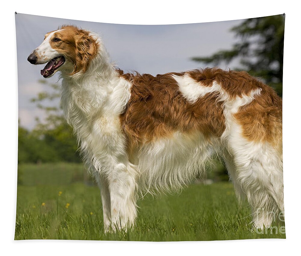 Dog Tapestry featuring the photograph Borzoi Or Russian Wolfhound #2 by Jean-Michel Labat