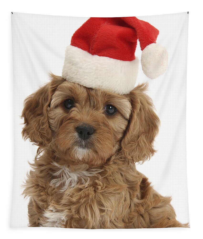 Ed Cavapoo Pup Tapestry featuring the photograph Cavapoo Puppy In Christmas Hat #2 by Mark Taylor