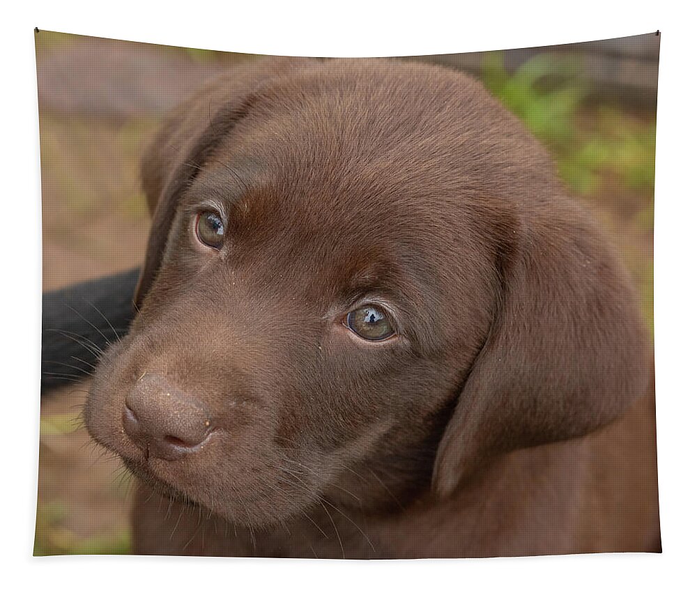 7 Weeks Old Tapestry featuring the photograph Chocolate Labrador Retriever Puppy #2 by Linda Arndt