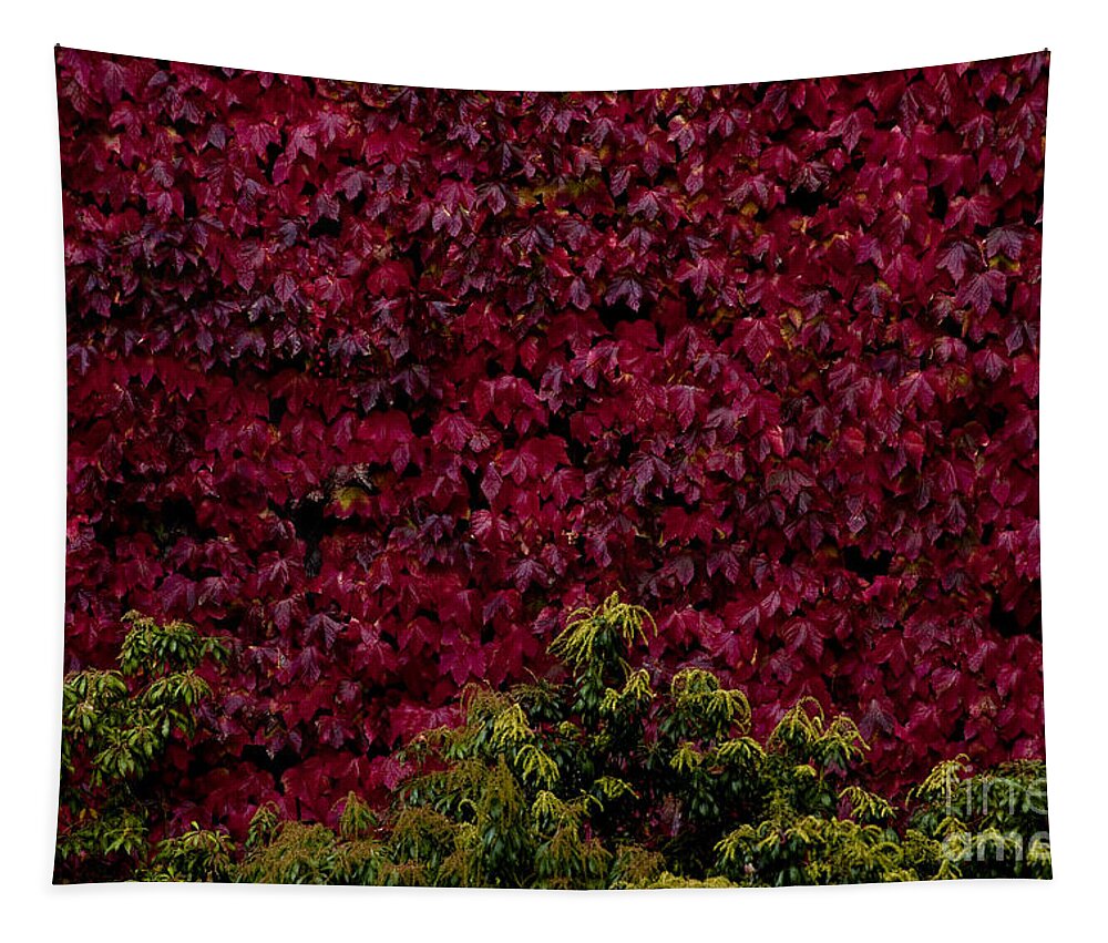 Pacific Northwest Tapestry featuring the photograph College campus with fall colors #2 by Jim Corwin