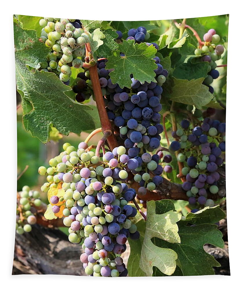 Grapes Tapestry featuring the photograph Colorful Grapes by Carol Groenen