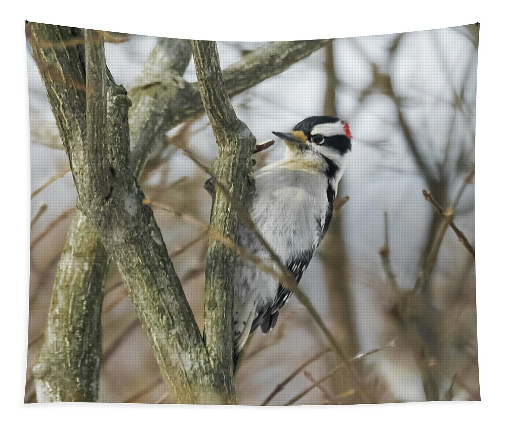 Woodpecker Tapestry featuring the photograph Downy Woodpecker by Holden The Moment