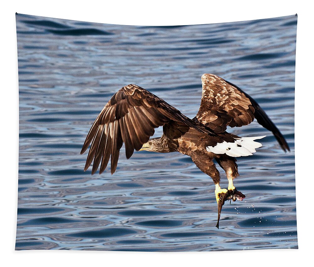 White_tailed Eagle Tapestry featuring the photograph European Fishing Sea Eagle 4 by Heiko Koehrer-Wagner