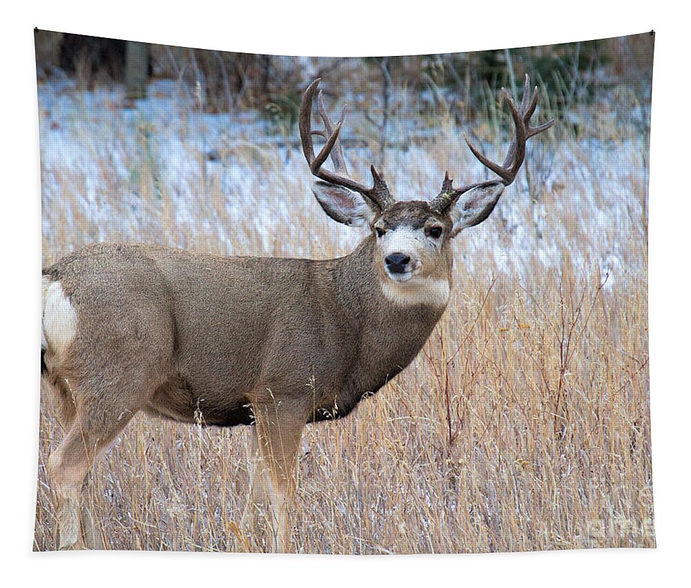 Large Deer Tapestry featuring the photograph Five by Five #2 by Jim Garrison