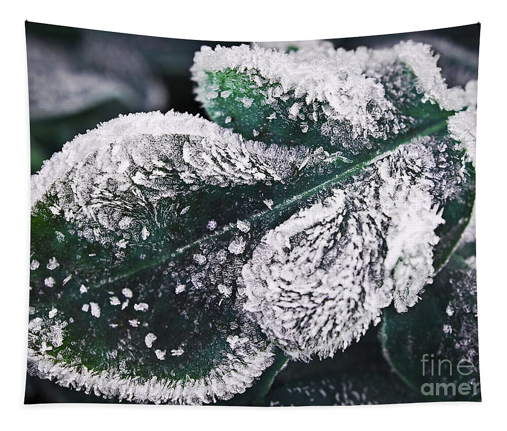 Icy Tapestry featuring the photograph Frosty leaf 1 by Elena Elisseeva