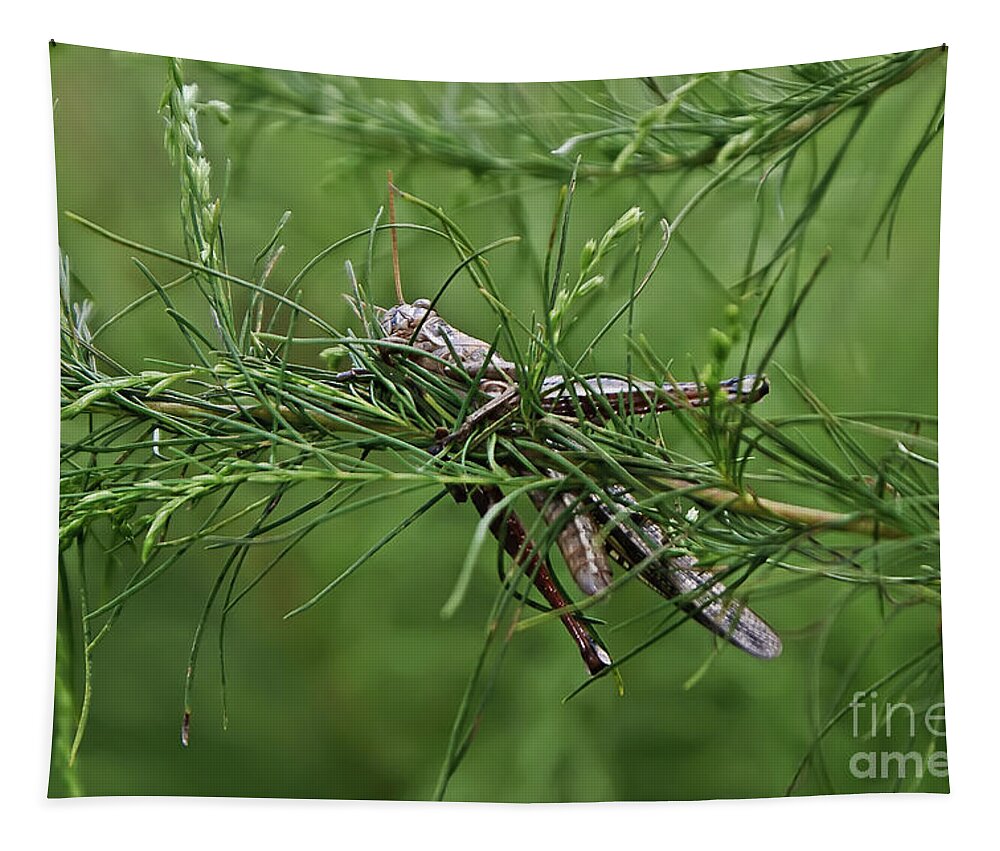 Grasshopper Tapestry featuring the photograph Grasshopper #2 by Olga Hamilton