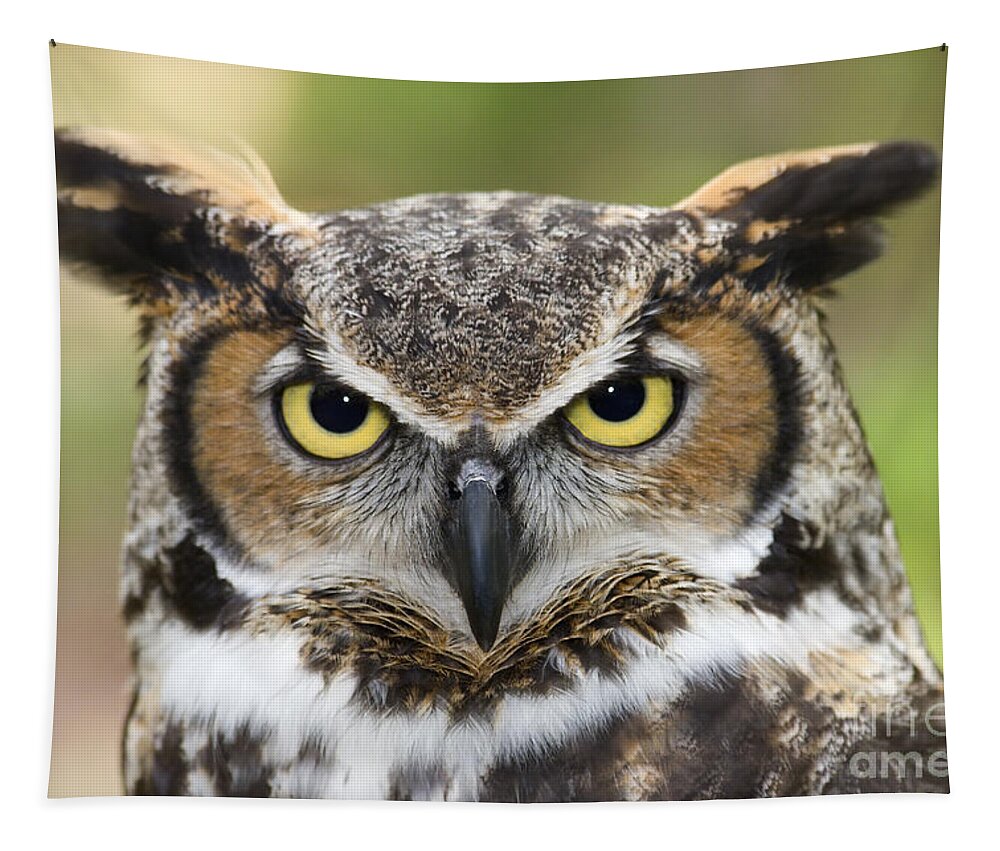 Great Horned Owls Tapestry featuring the photograph Great Horned Owl #4 by Jill Lang