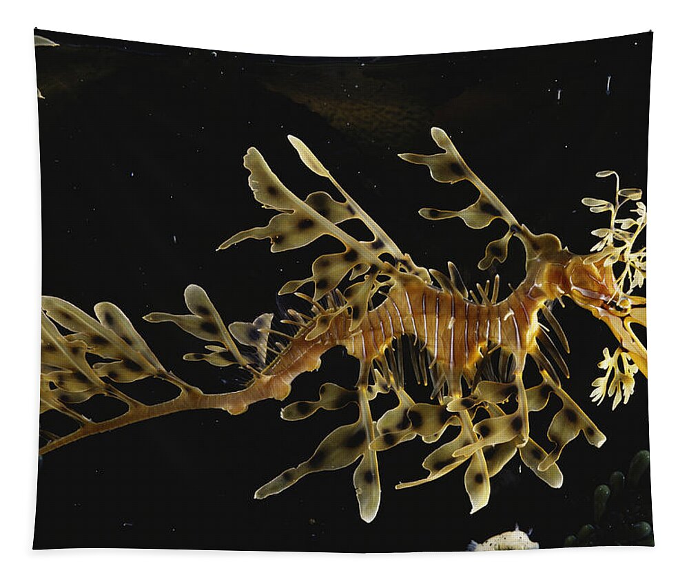 Actinopterygii Tapestry featuring the photograph Leafy Sea Dragon by Paul Zahl
