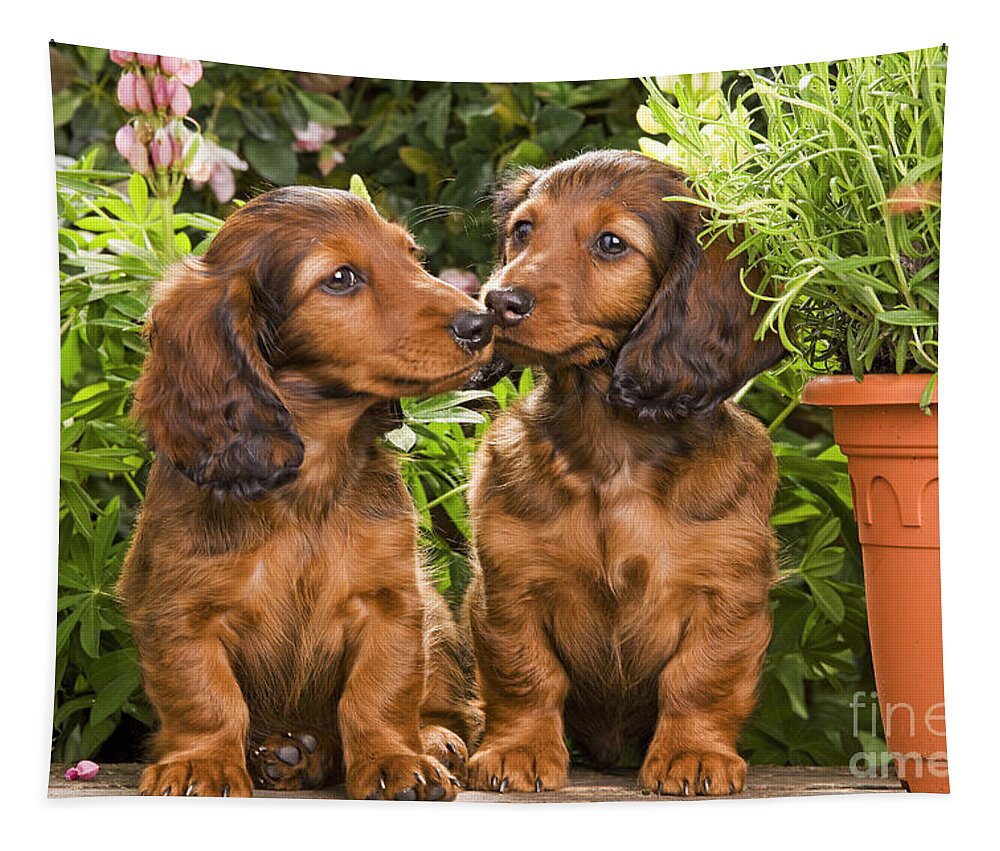 Long-haired Dachshund Tapestry featuring the photograph Long-haired Dachshunds #2 by Jean-Michel Labat