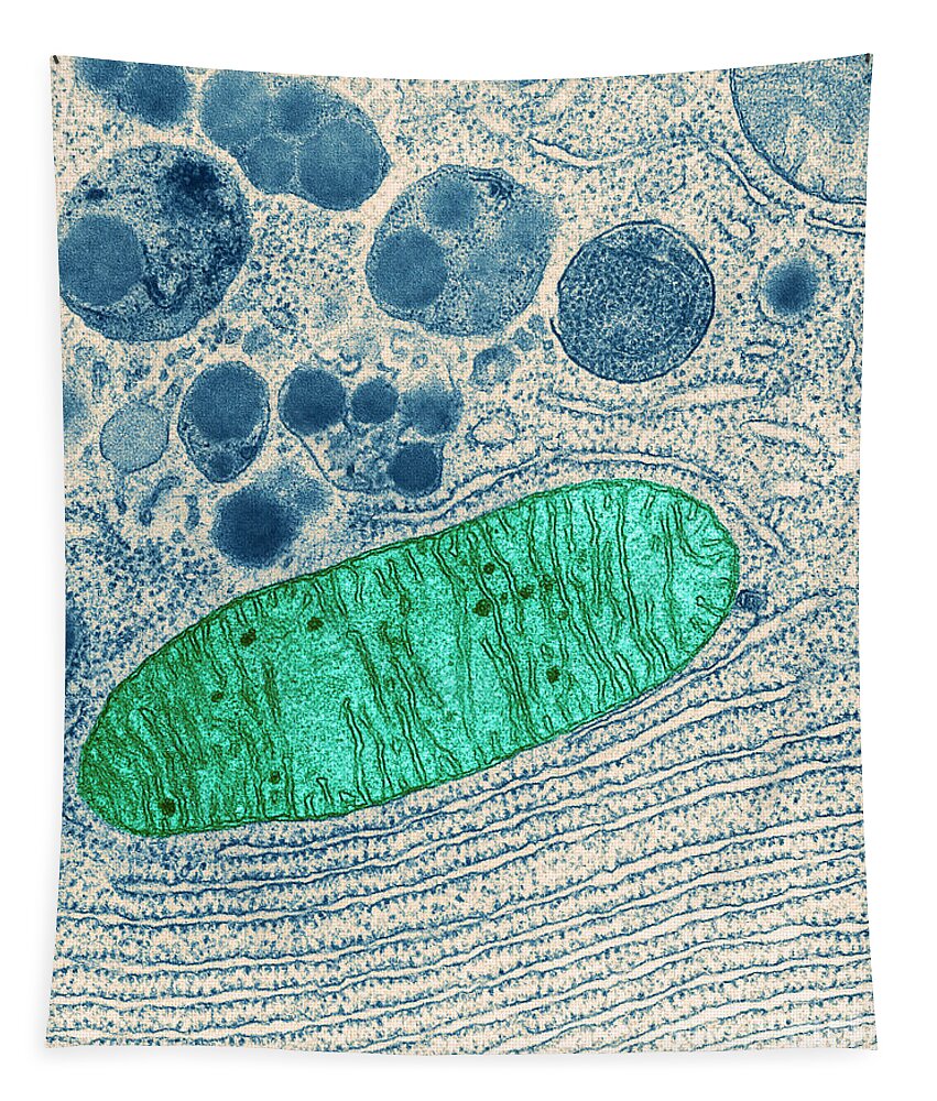 Eukaryote Tapestry featuring the photograph Mitochondrion, Tem #2 by Keith R Porter