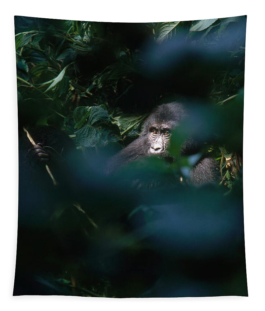 Mountain Gorilla Tapestry featuring the photograph Mountain Gorilla #2 by Art Wolfe