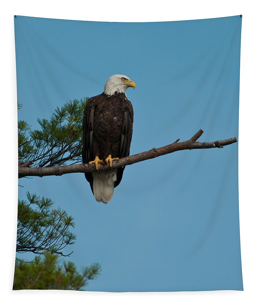 Bald Eagle Tapestry featuring the photograph Out on a Limb #3 by Brenda Jacobs
