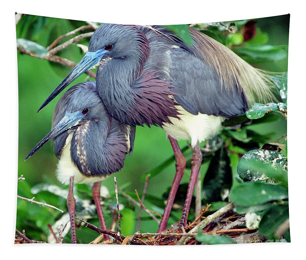 Animal Tapestry featuring the photograph Pair Of Tricolored Heron At Nest #2 by Millard H. Sharp