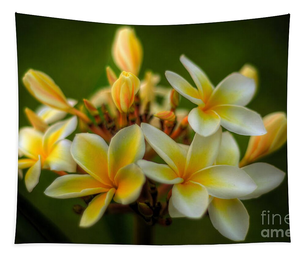 Plumeria Tapestry featuring the photograph Fragrant Plumerias by Kelly Wade