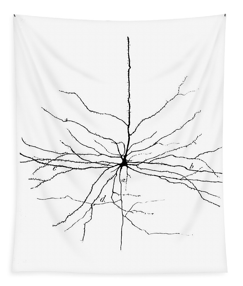 Pyramidal Cell Tapestry featuring the photograph Pyramidal Cell In Cerebral Cortex, Cajal #1 by Science Source