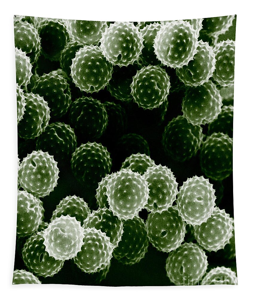 Allergen Tapestry featuring the photograph Ragweed Pollen Sem #2 by David M. Phillips / The Population Council
