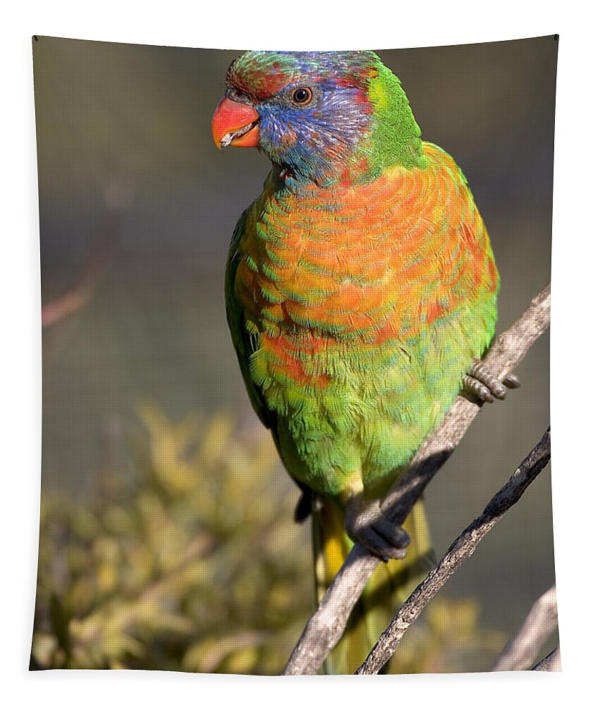 Lorikeets Tapestry featuring the photograph Rainbow lorikeet by Steven Ralser