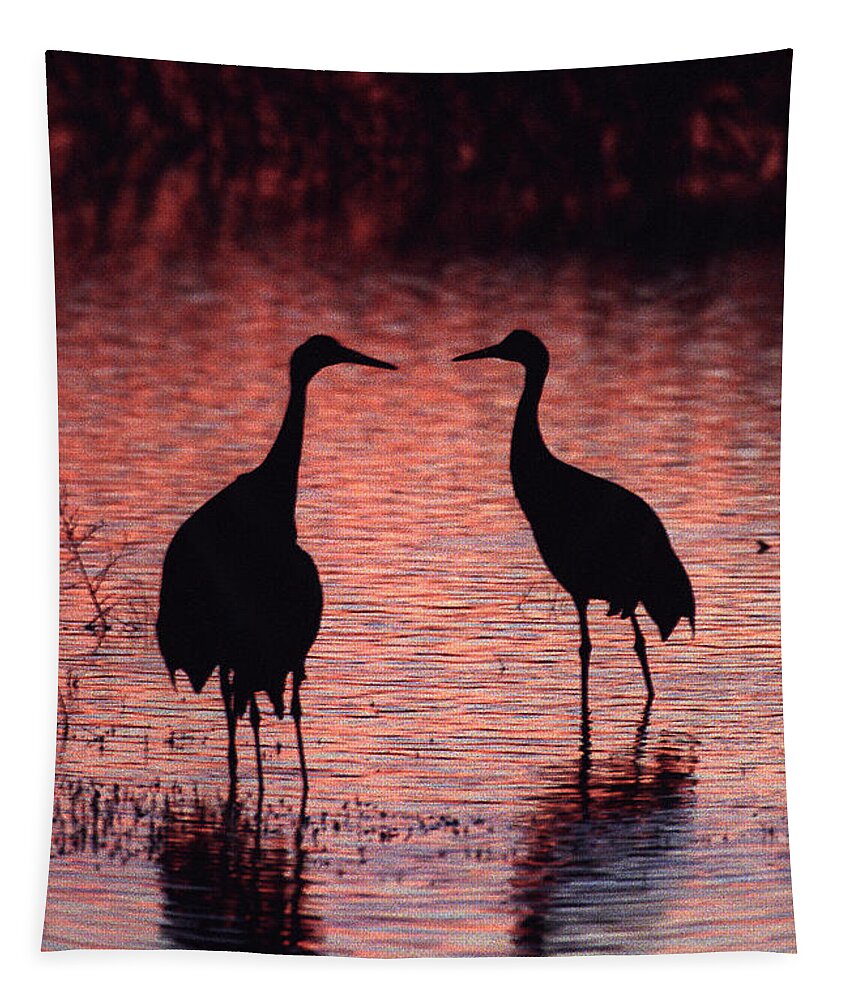 Birds Tapestry featuring the photograph Sandhill cranes by Steven Ralser