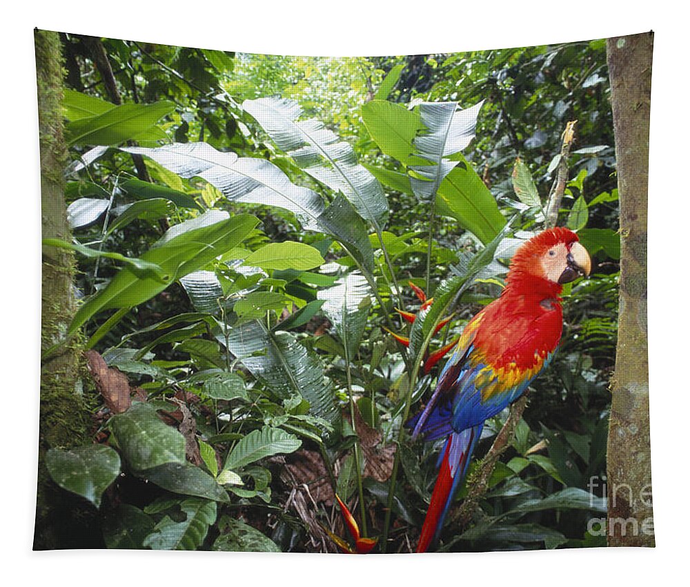 Full Length Tapestry featuring the photograph Scarlet Macaw by Art Wolfe