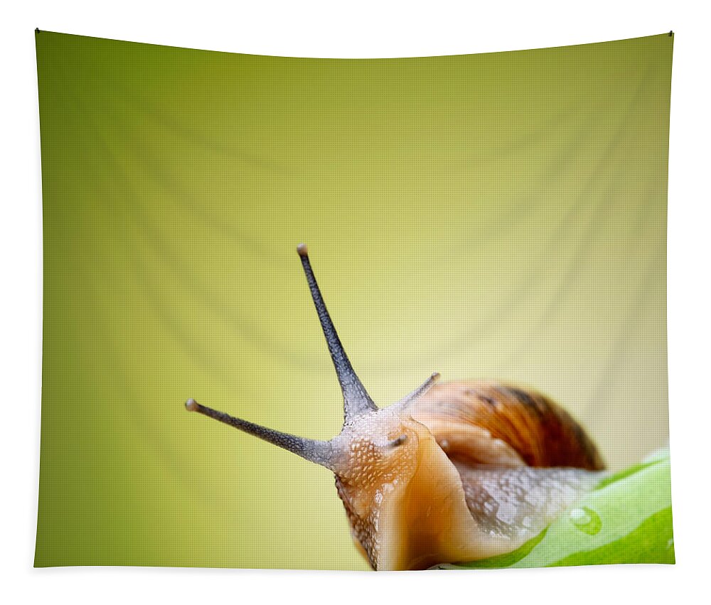 Snail Tapestry featuring the photograph Snail on green stem by Johan Swanepoel