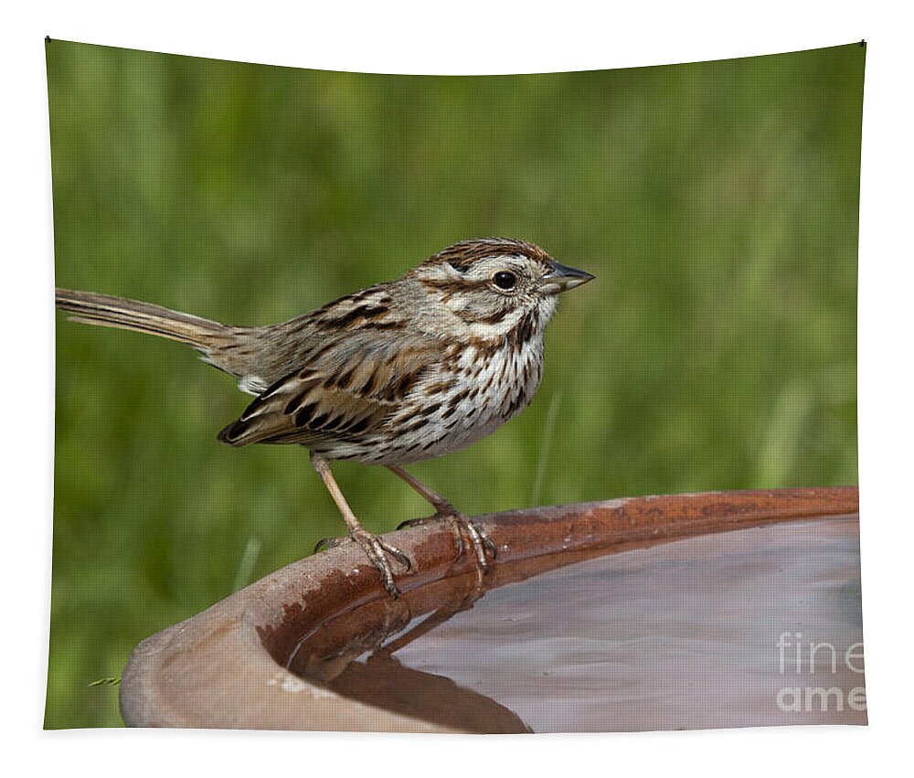 Melospiza Melodia Tapestry featuring the photograph Song Sparrow #2 by Linda Freshwaters Arndt