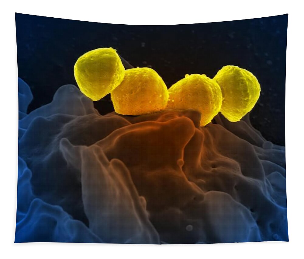 Microbiology Tapestry featuring the photograph Streptococcus Pyogenes Bacteria Sem by Science Source