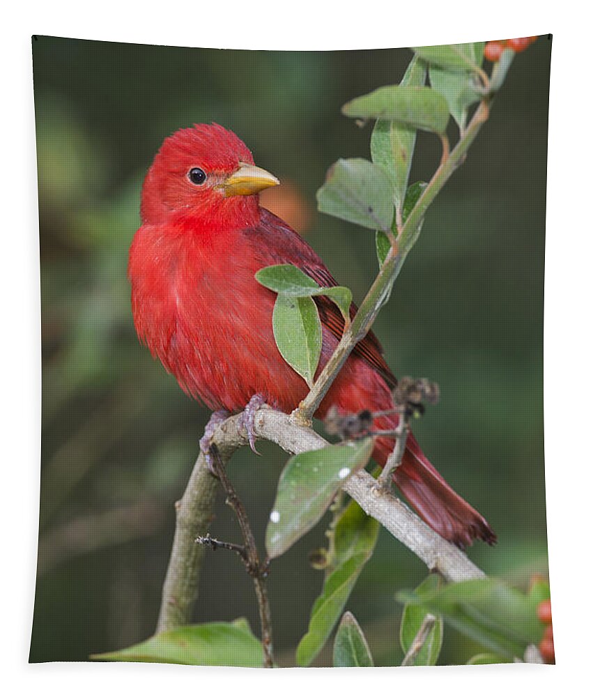 Summer Tanager Tapestry featuring the photograph Summer Tanager by Anthony Mercieca