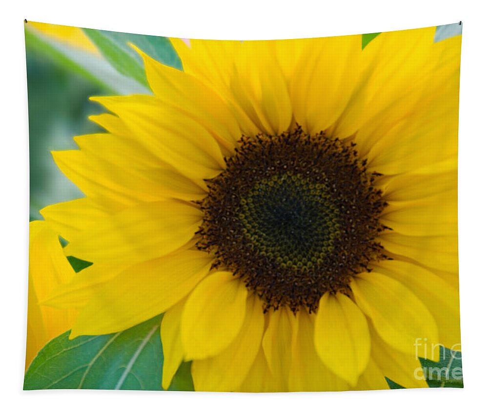 Flower Tapestry featuring the photograph Sunflower #2 by Richard and Ellen Thane