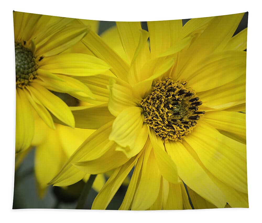 Flowers Tapestry featuring the photograph Sunflowers #2 by Fran Gallogly
