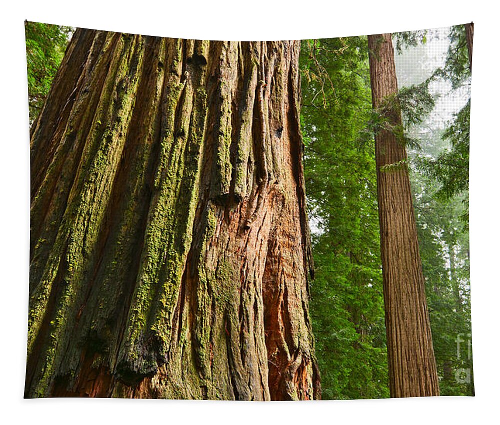 Redwoods Tapestry featuring the photograph The beautiful and massive giant redwoods Sequoia sempervirens in Redwoods National Park. #2 by Jamie Pham