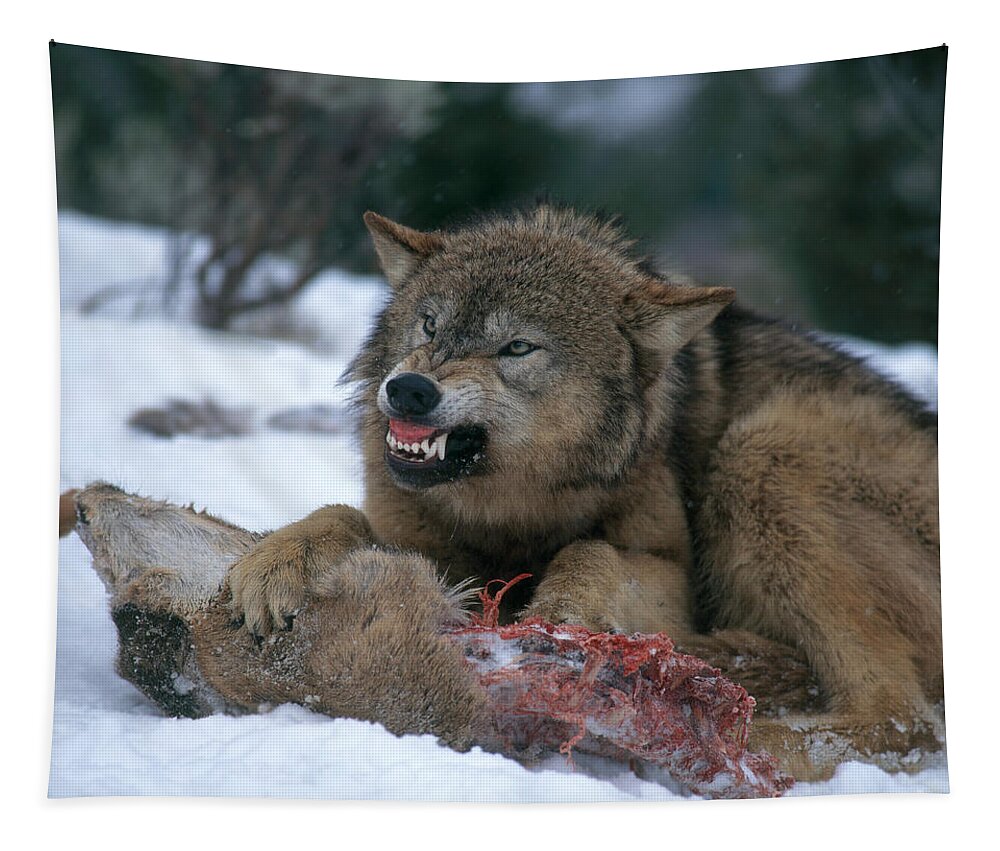 Gray Wolf Tapestry featuring the photograph Timber Wolf #2 by Hans Reinhard