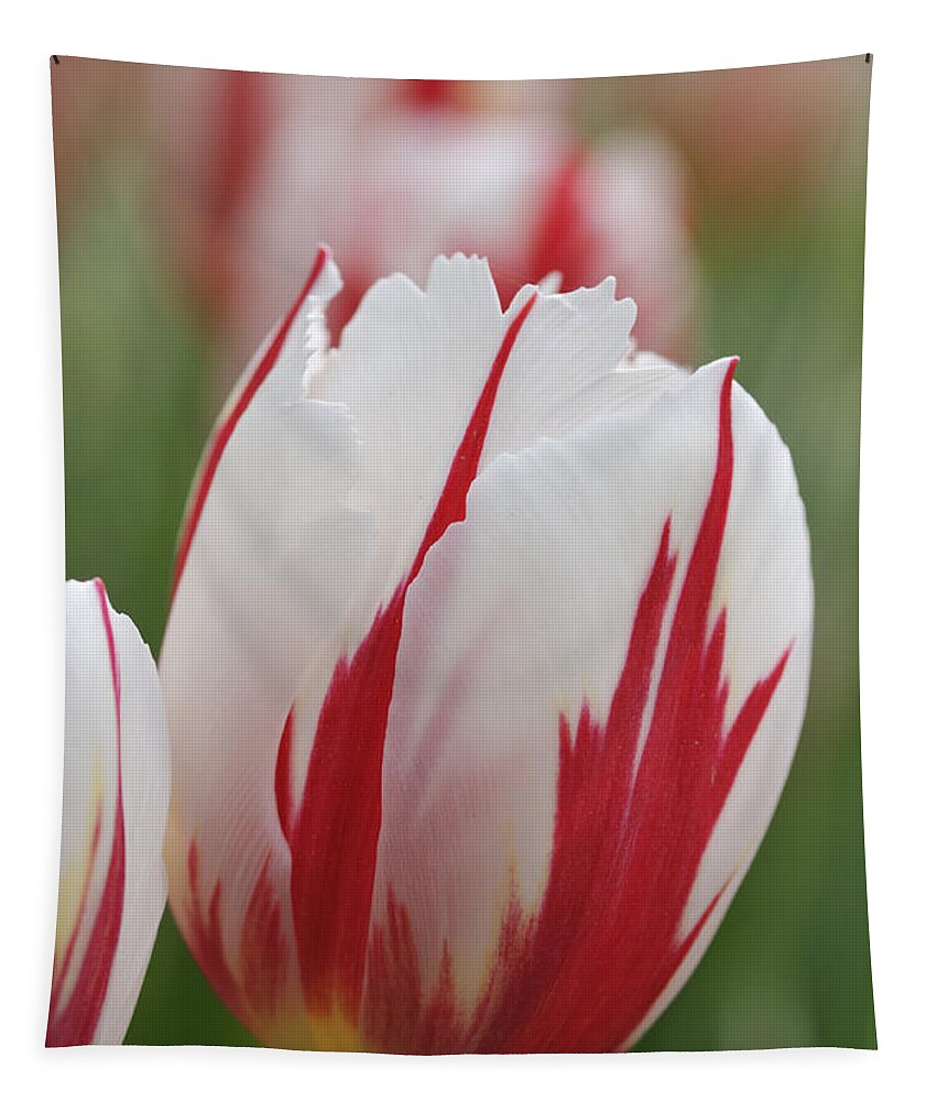 Tulip Tapestry featuring the photograph Tulips #1 by Matthias Hauser